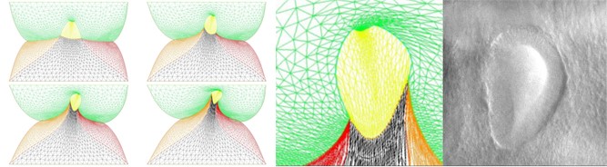 Fig. 1. À gauche : simulation par éléments finis de la formation d’une oreille. À droite, comparaison entre le modèle et une oreille d’embryon de poulet.