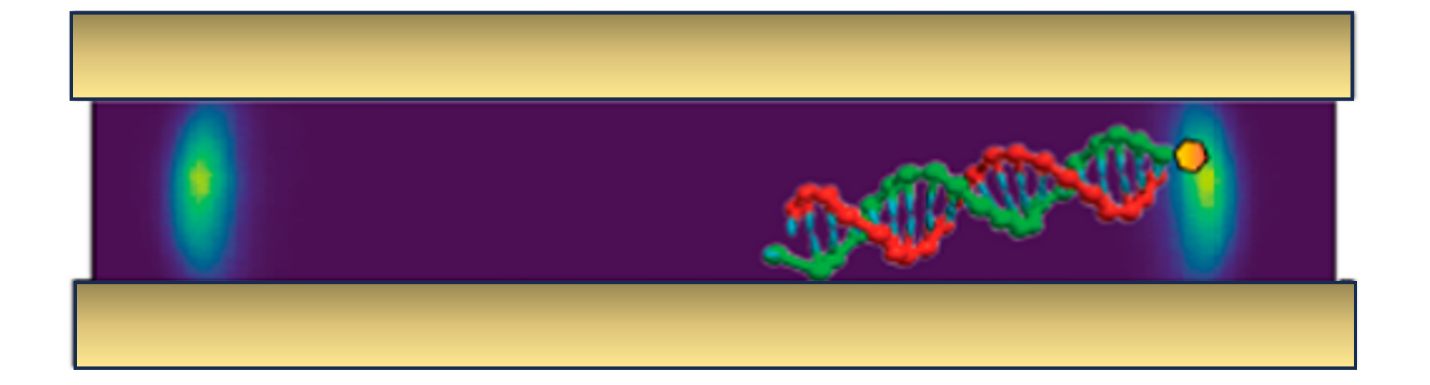 Les mouvements inédits de l’ADN dans des milieux nanométriques