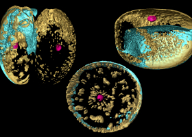 Au cours de la division cellulaire et lors de la formation de leurs nouveaux squelettes en verre (en bleu), certaines diatomées comme ici la " Coscinodiscus granii" subissent une réorganisation massive et régulée dans l'espace à trois dimensions, d'une myriade de chloroplastes (en or) et de leurs noyaux (en rose). 