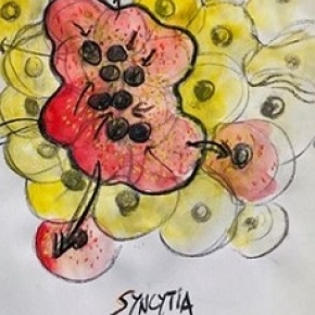 L’immunité innée et la fusion des cellules infectées par le SARS-CoV-2