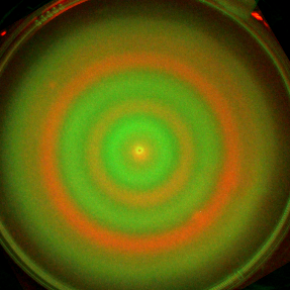 Une nouvelle voie d’auto-organisation des écosystèmes bactériens