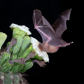 Pour trouver du nectar, des chauves-souris utilisent l’apprentissage par renforcement