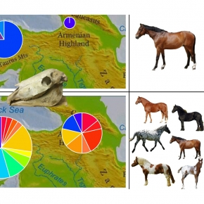 L’ADN ancien montre que les chevaux domestiques ont été introduits au Sud du Caucase et en Anatolie il y a 4000 ans